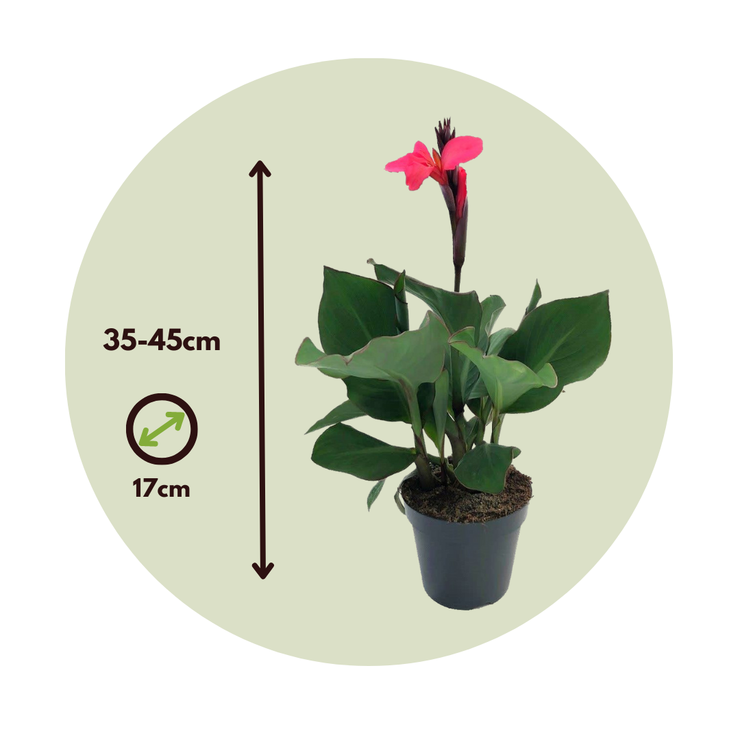 Caña De Flores - Canna 'cannova' - Altura 35-45cm - ⌀17cm_2