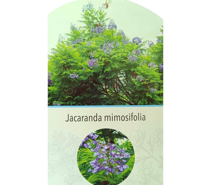 Jacaranda Mimosifolia M30 190-210cm_1
