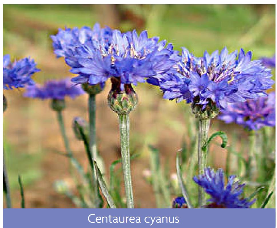 Semillas Centaurea Cyanus Azul 50g_1