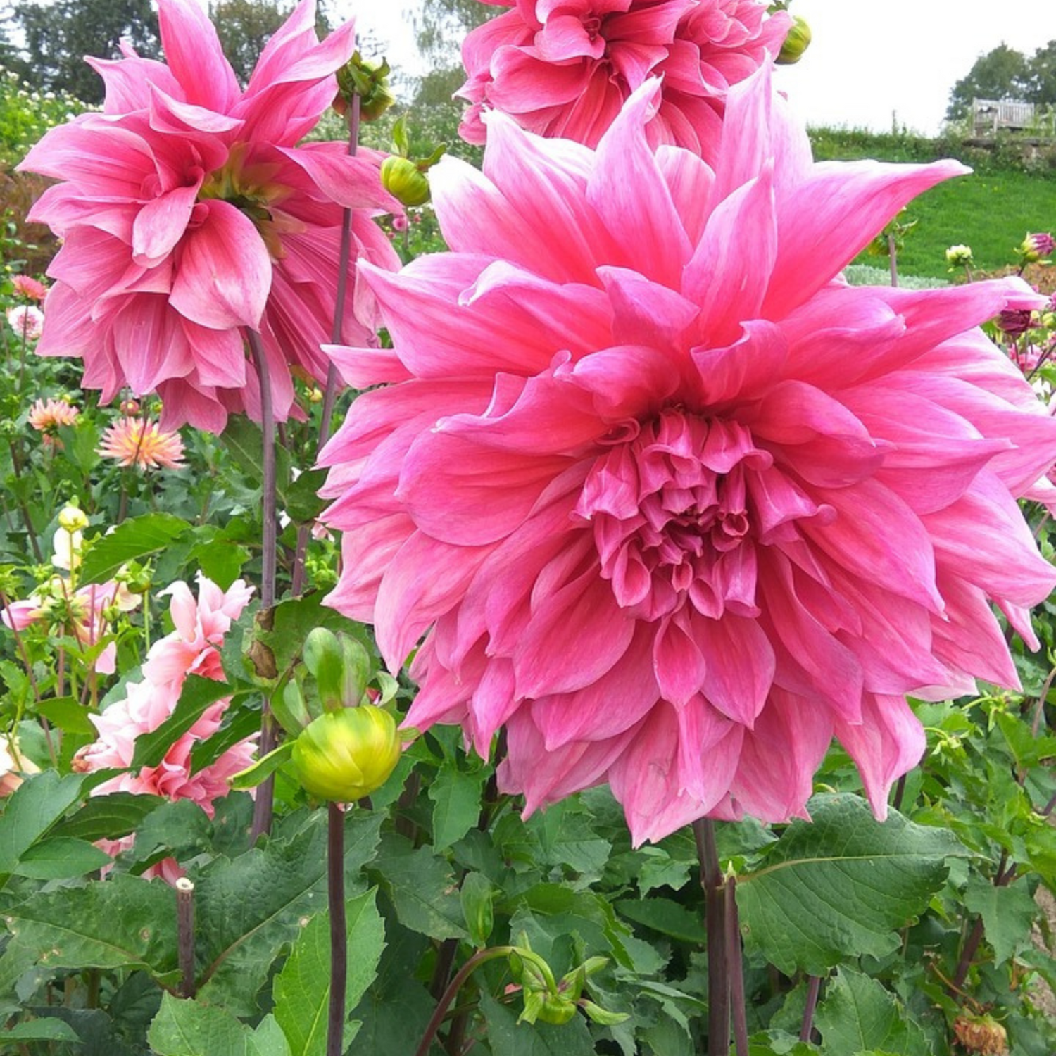 Tubérculos De Dalia - 3 Pzs - Dahlia 'café Au Lait Rosé'_1