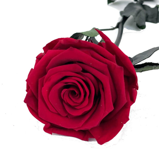 Mundo Eterno Rosa Preservada Roja 35cm_0