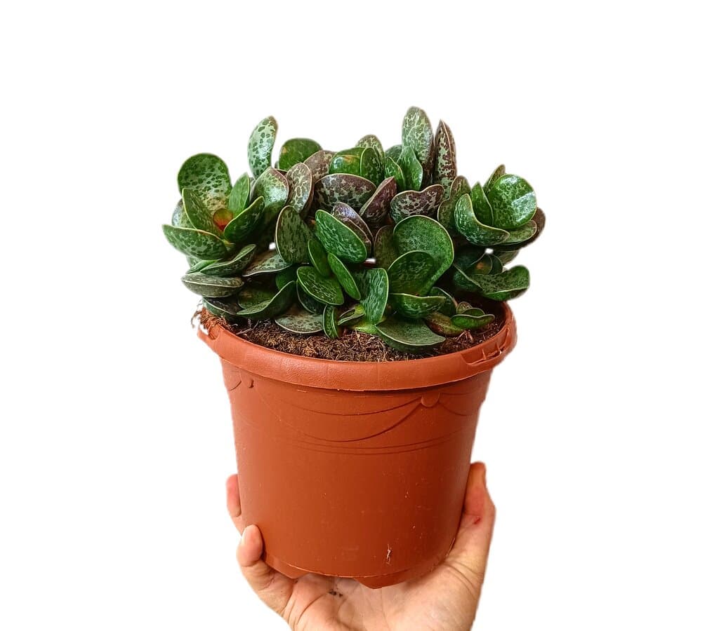 Adromischus Maculatus M17_0