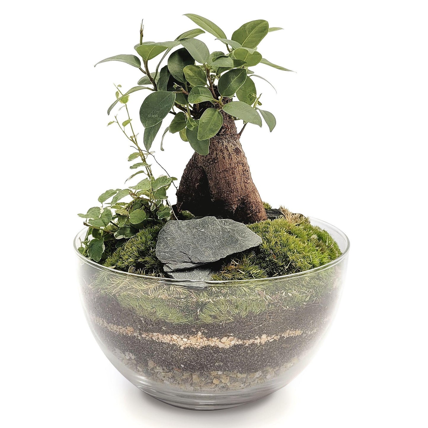 Terrário Erawa Ficus Retusa Ø8 x 28 cm
