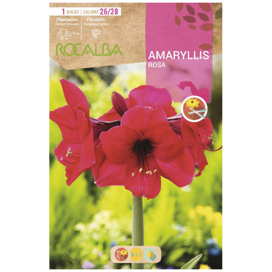Bolbo de Amarílis Rosa 1 unidade Rocalba