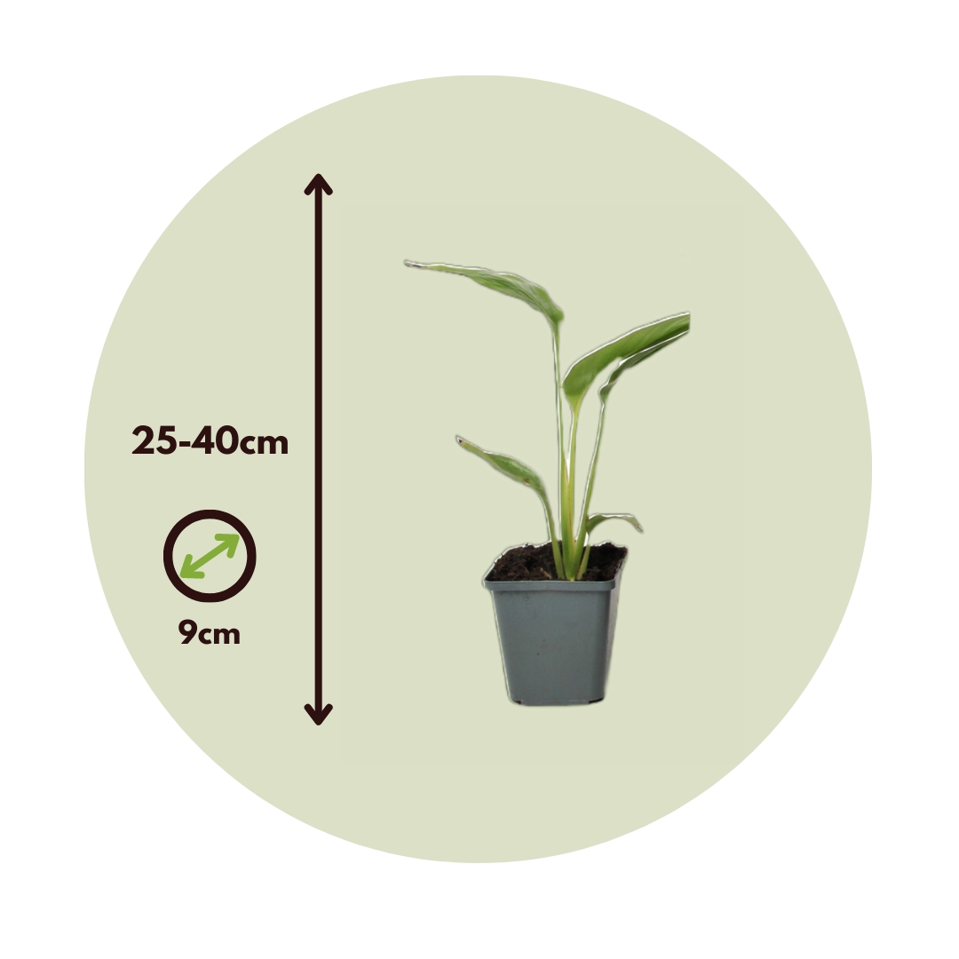 Árbol Del Viajero - 3 Pzs - Ravenala Madagascariensis - Altura 25-40cm - ⌀9cm_2