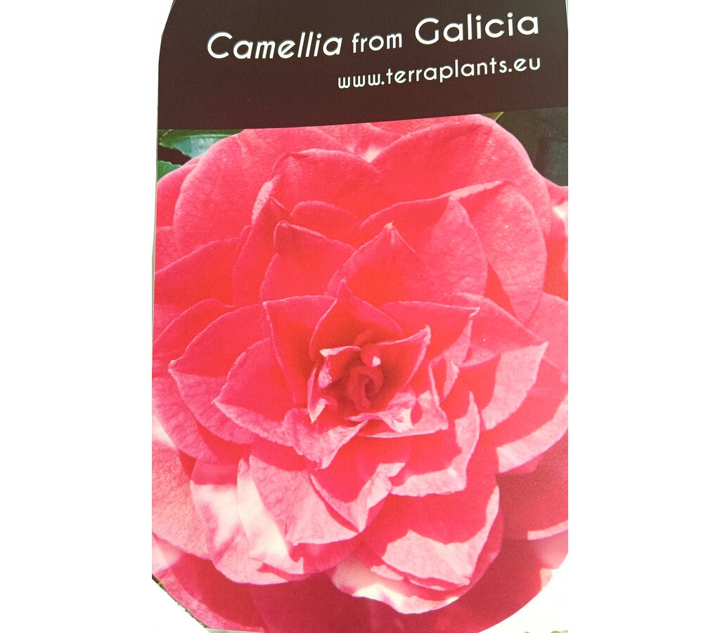 Camelia M22 40-60cm_2