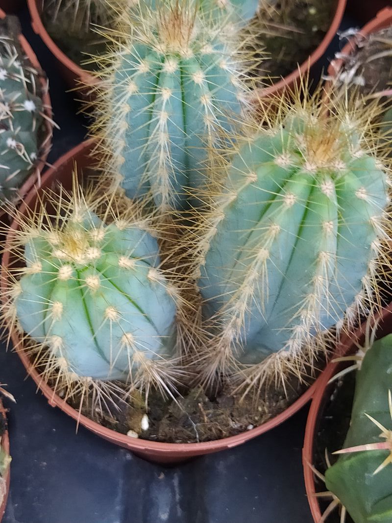 Cactus Pilosocereus Magnificus Azul Ø8_0