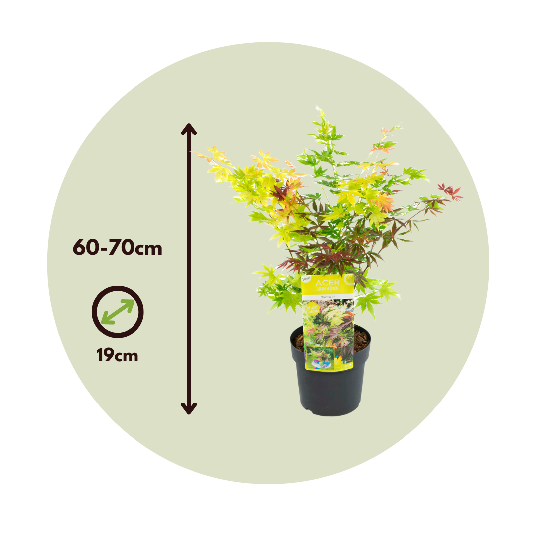 Arce Japonés - 2 Pzs - Acer Palmatum 'festival' - Altura 60-70cm - ⌀19cm_2