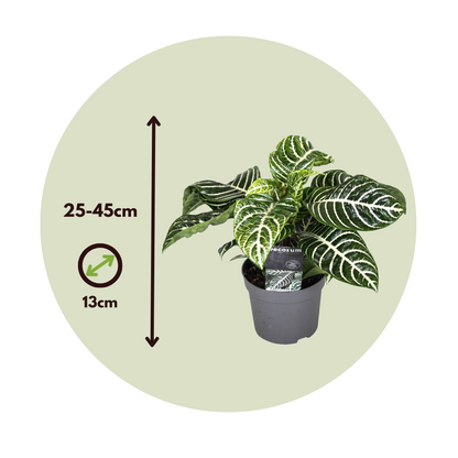 Planta Cebra - Aphelandra Squarrosa 'botanica' - Altura 25-45cm - ⌀13cm_2
