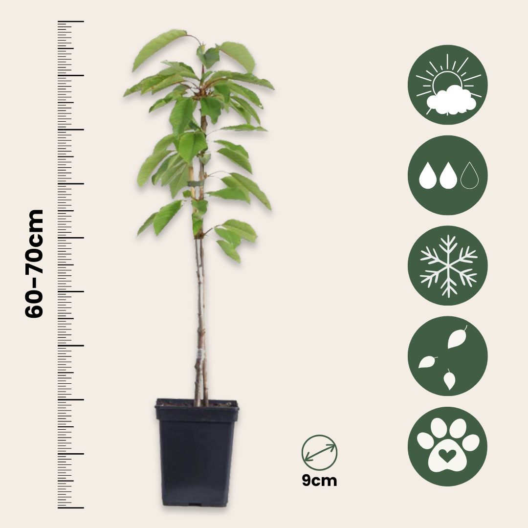 Columnas De Frutas - 3 Pzs - Manzana Pera - Altura 60-70cm - ⌀9cm_2
