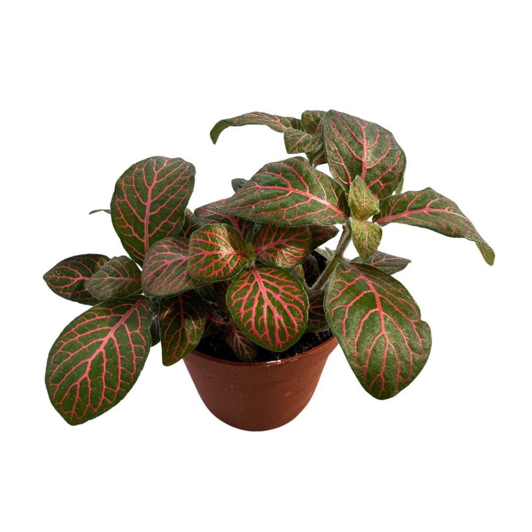 Fittonia Variedad Con Hojas Coloridas_0