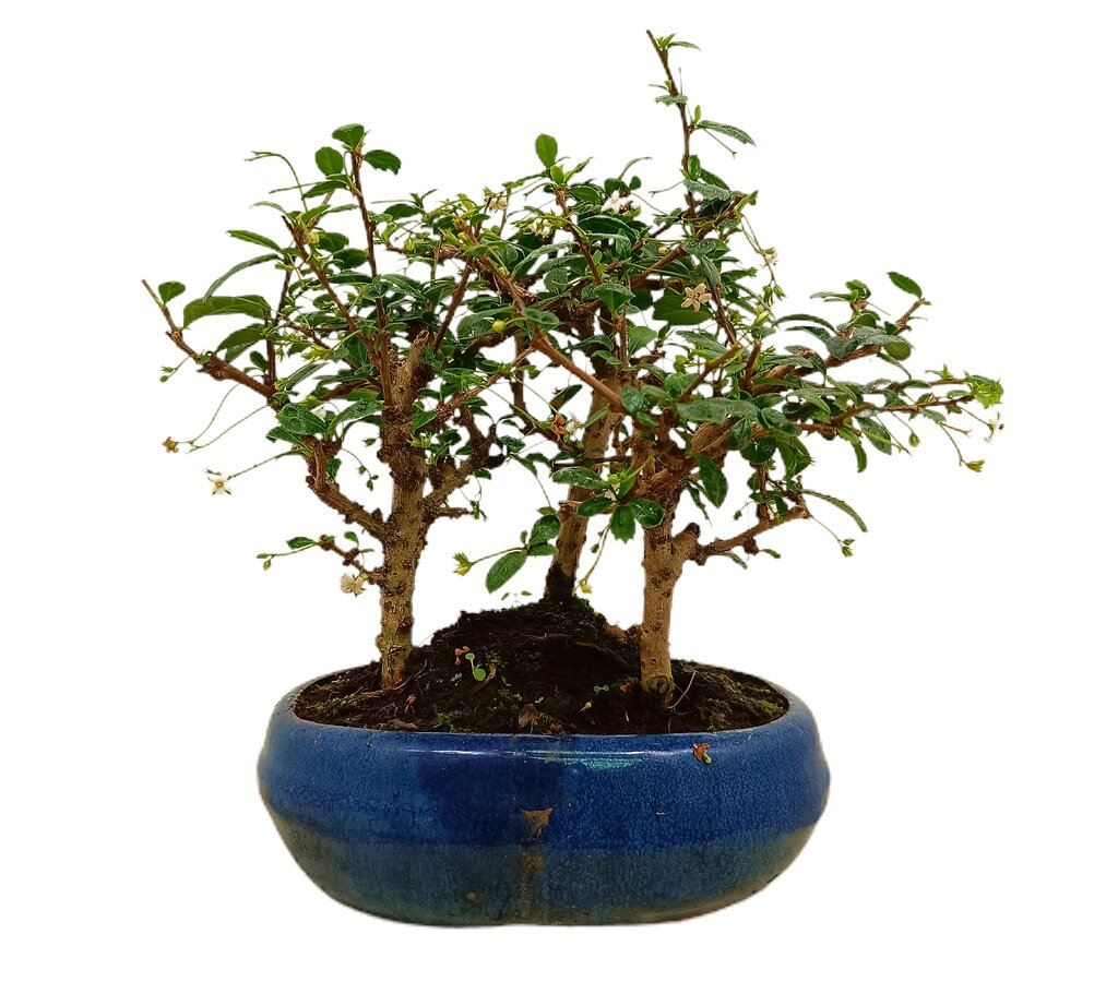 Bonsái Carmona Bosque 9 Años (té De Filipinas)_0