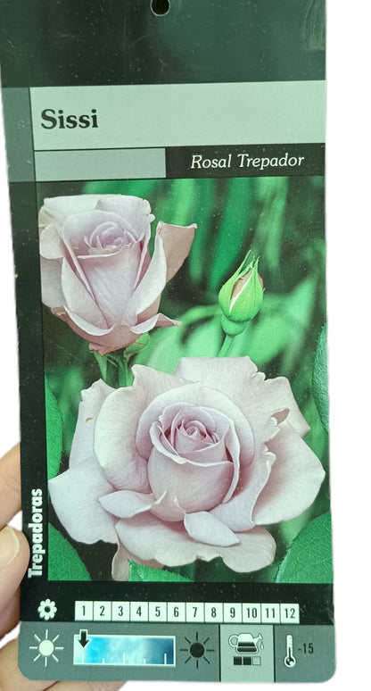 Rosal Trepador Lady X M20_1
