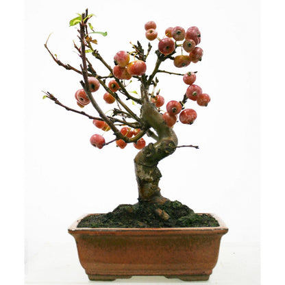 Bonsai Malus 8 anos Macieira