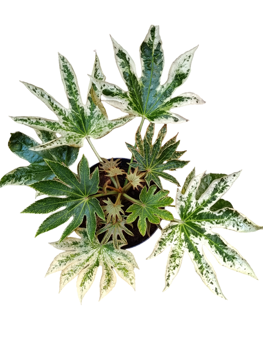 Aralia Japonica Variegata Planta De Sombra Tolera Frio Ø17_0