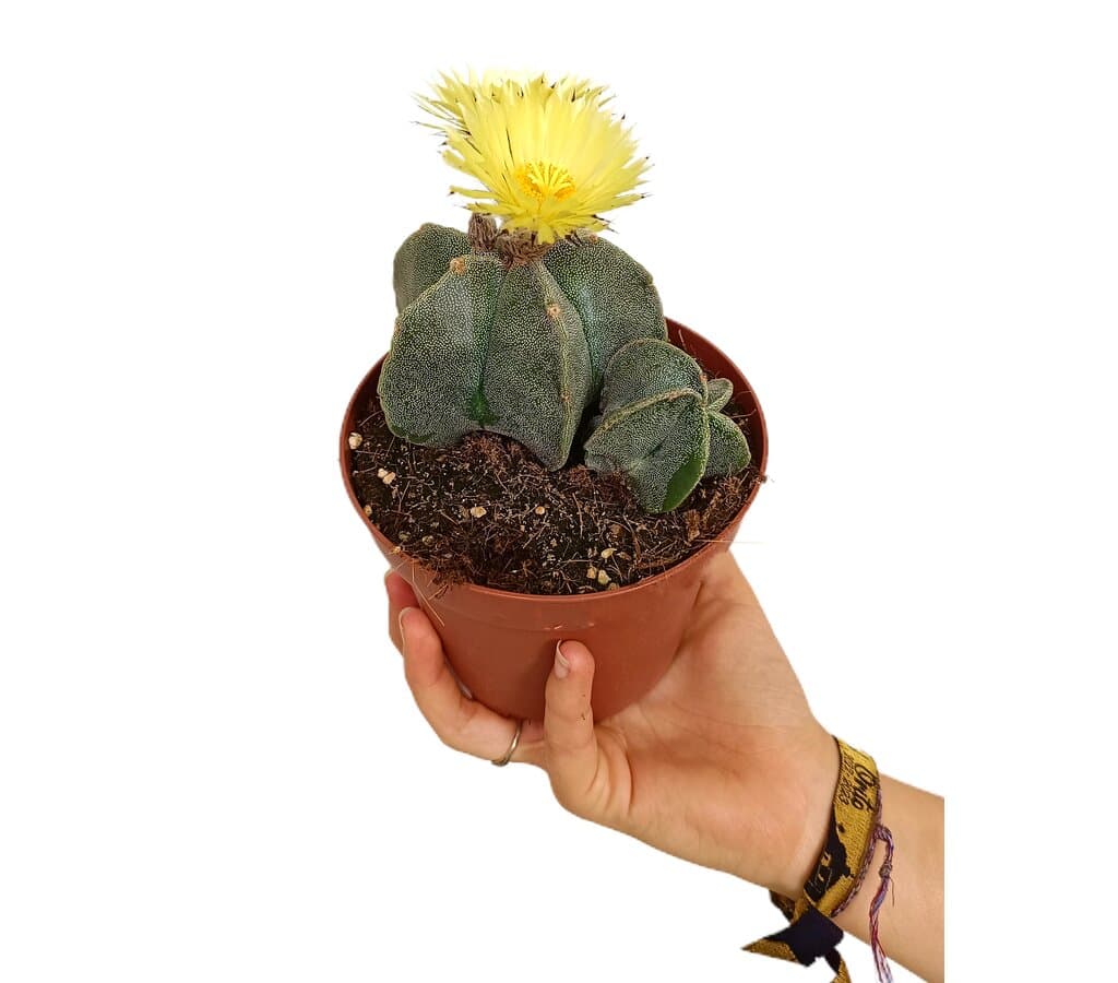 Astrophytum Myriostigma M13_1