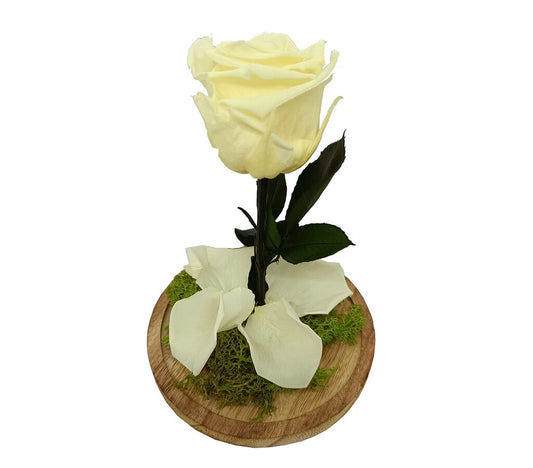 Mundo Eterno Rosa En Cúpula Crema (champagne) 12x20cm_0
