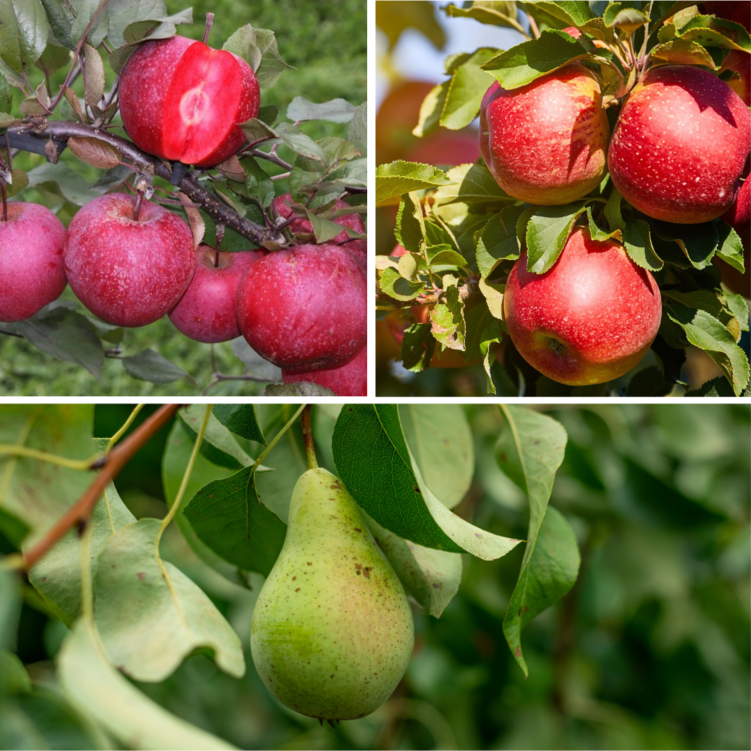 Columnas De Frutas - 6 Pzs - Manzana Pera - Altura 60-70cm - ⌀9cm_3