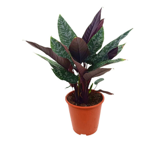 Apoballis Acuminatissima M19 60cm_0