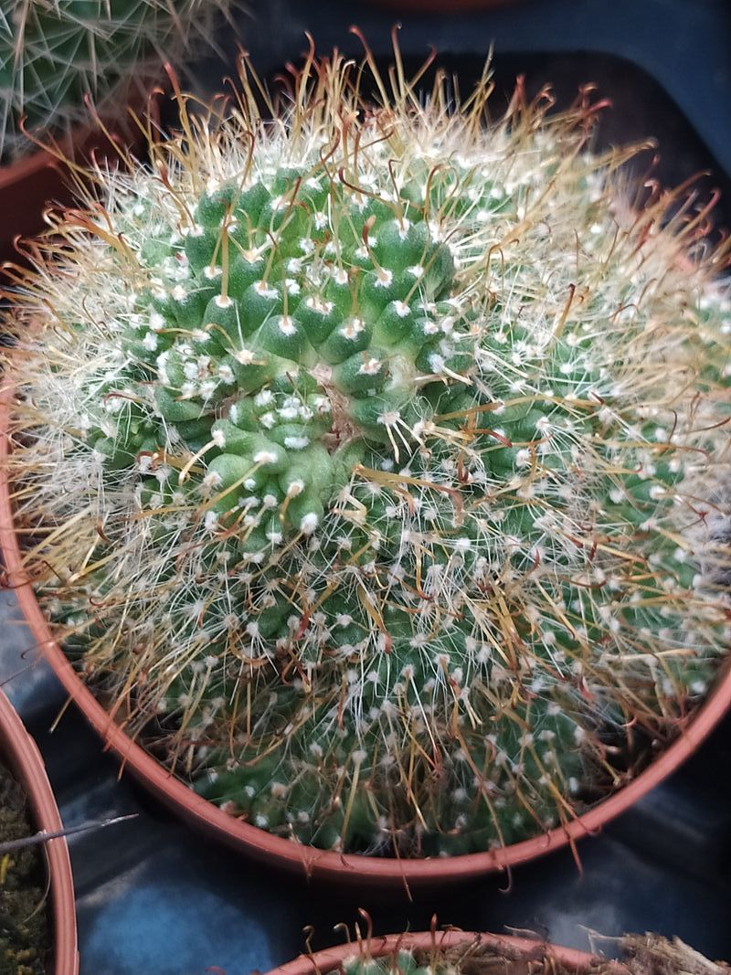 Mammillaria Surculosa Cactus Planta Ø8_0