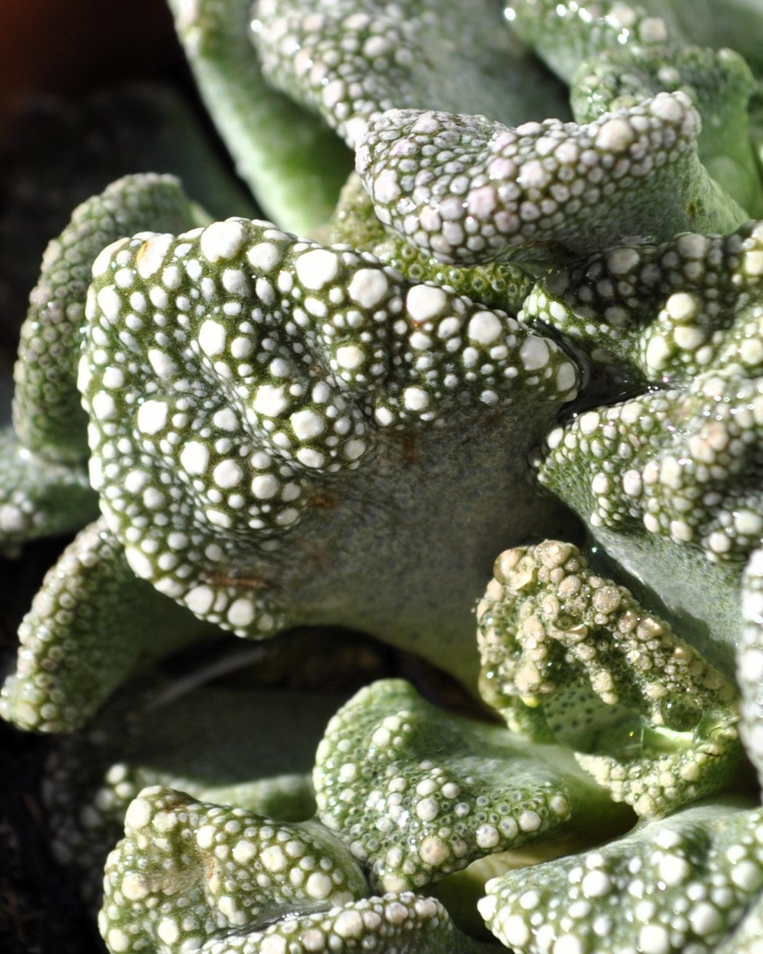 Titanopsis Calcarea [mediana]; Hoja De Cemento, Planta Piedra; Curiosarium; Diámetro Maceta 8,5 Cm_2