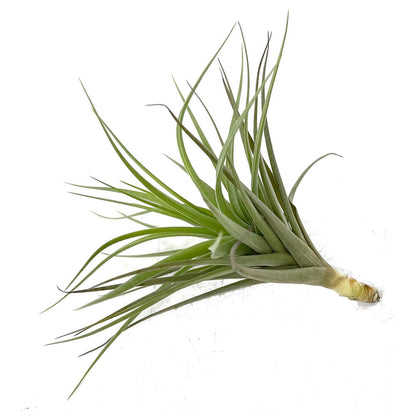 Tillandsia Aeranthos 11cm Largo X 12cm Ancho_0