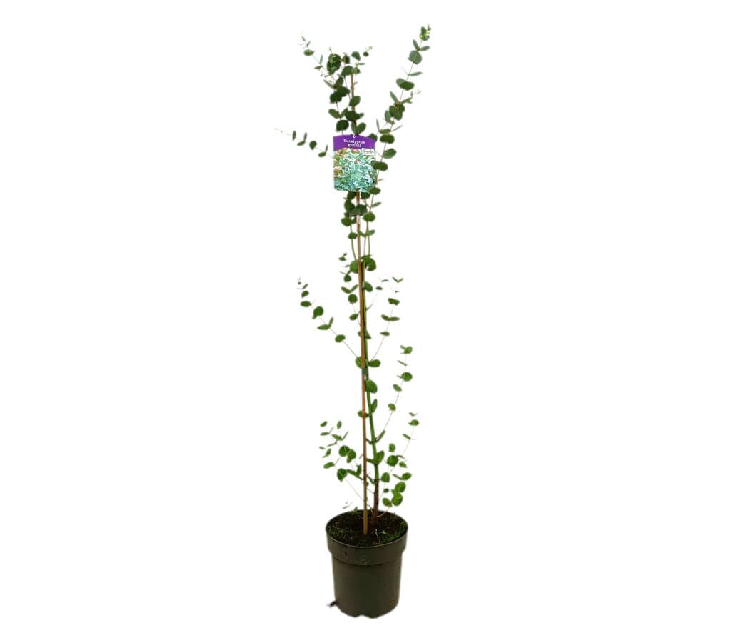 Eucalyptus Gunni M14 80-100cm_0