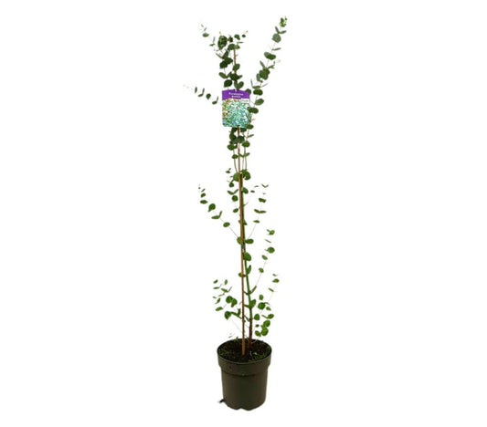 Eucalyptus Gunni M14 80-100cm_0