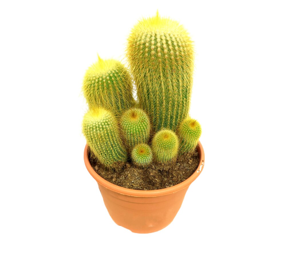 Eriocactus Leninghausii M17_1