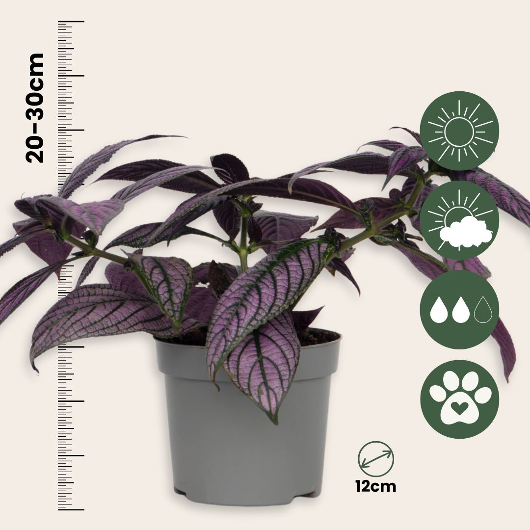 Escudo Persa - Strobilanthes Dyeriana - Altura 20-30cm - Ø12cm_2