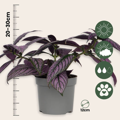 Escudo Persa - Strobilanthes Dyeriana - Altura 20-30cm - Ø12cm_2