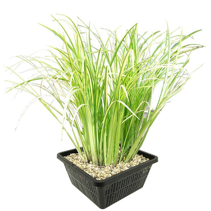 Cálamo Aromático Planta Estanque - Resistente - Biológico - 9 Unidades_0