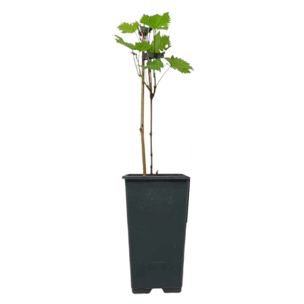 Vitis Vinifera Vanessa M15_0