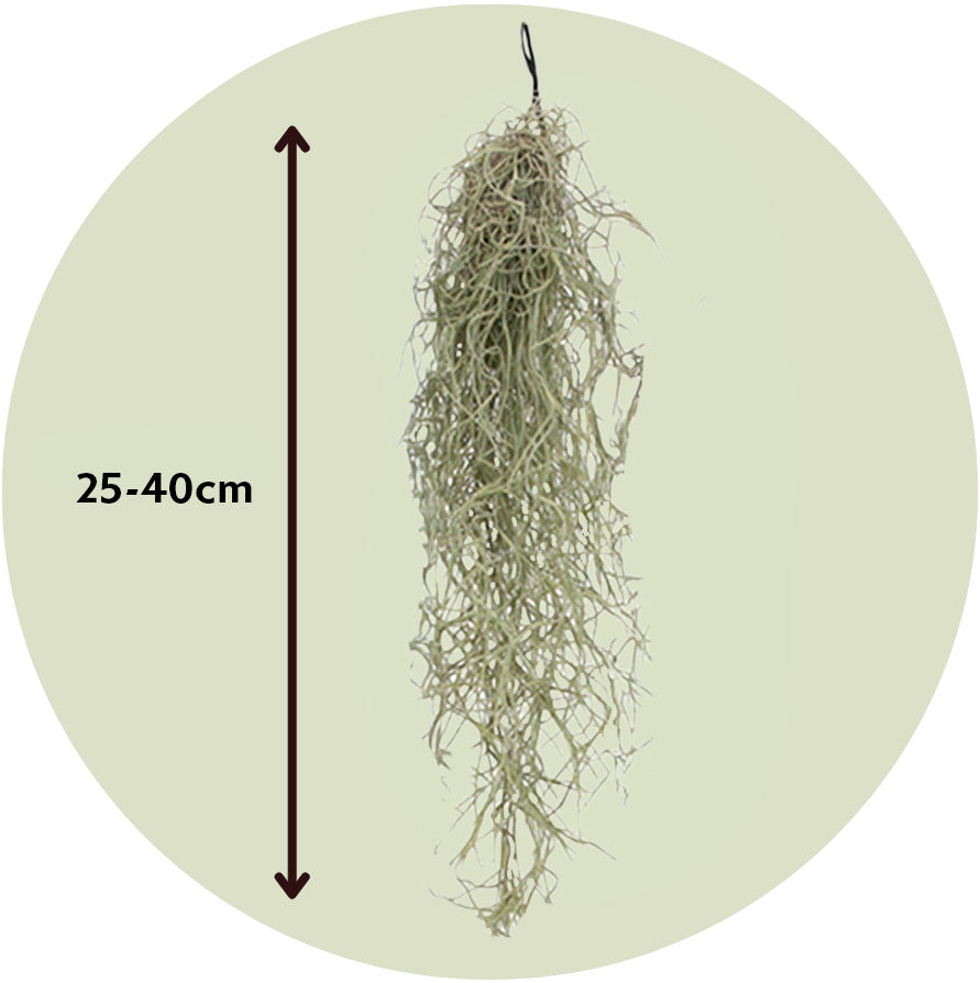Claveles De Aire - 6 Pzs - Tillandsia Usneoides - Altura 25-40cm - ⌀5cm_2