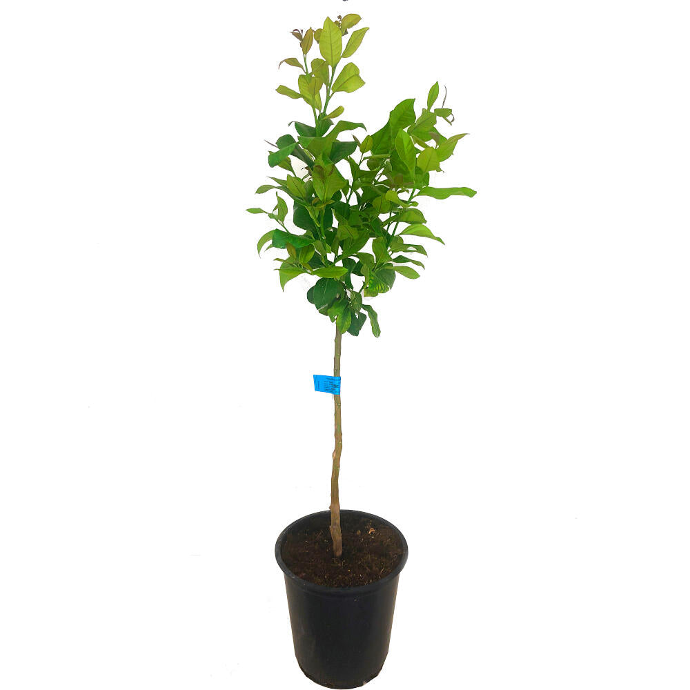 Limonero 4 Estaciones M28 130cm (injertado En Verna)_0