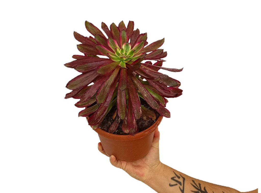 Aeonium Arboreum M17_0