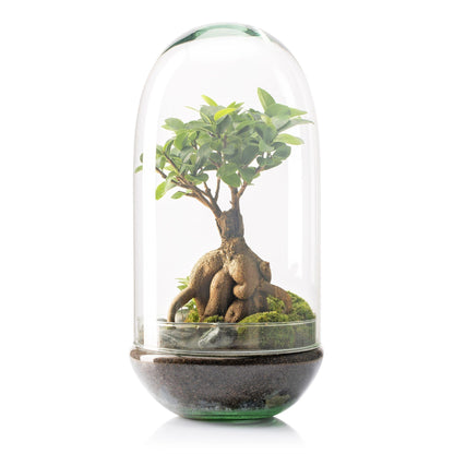Terrário Madagáscar Chuva Ficus Ginseng Ø19 x 36 cm