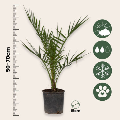 Mezcla De Palmeras Al Aire Libre - 3 Pzs - Altura 50-70cm - ⌀15cm_2