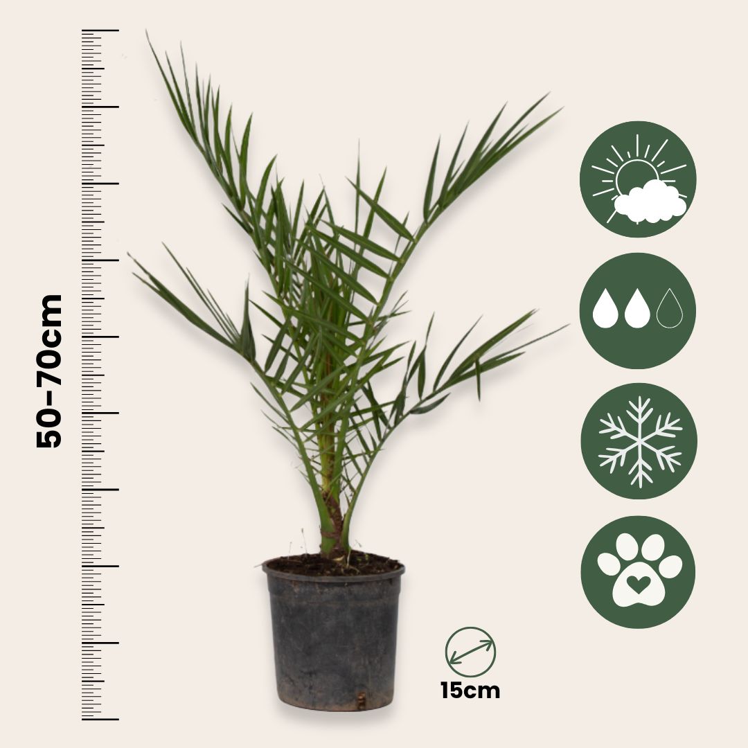 Mezcla De Palmeras Al Aire Libre - 6 Pzs - Altura 50-70cm - ⌀15cm_2