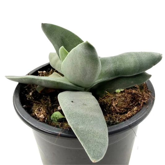 Crassula Perfoliata Falcata (planta Aleta De Tiburón); Suculenta Singular; Curiosarium; Maceta 10,5 Cm_0