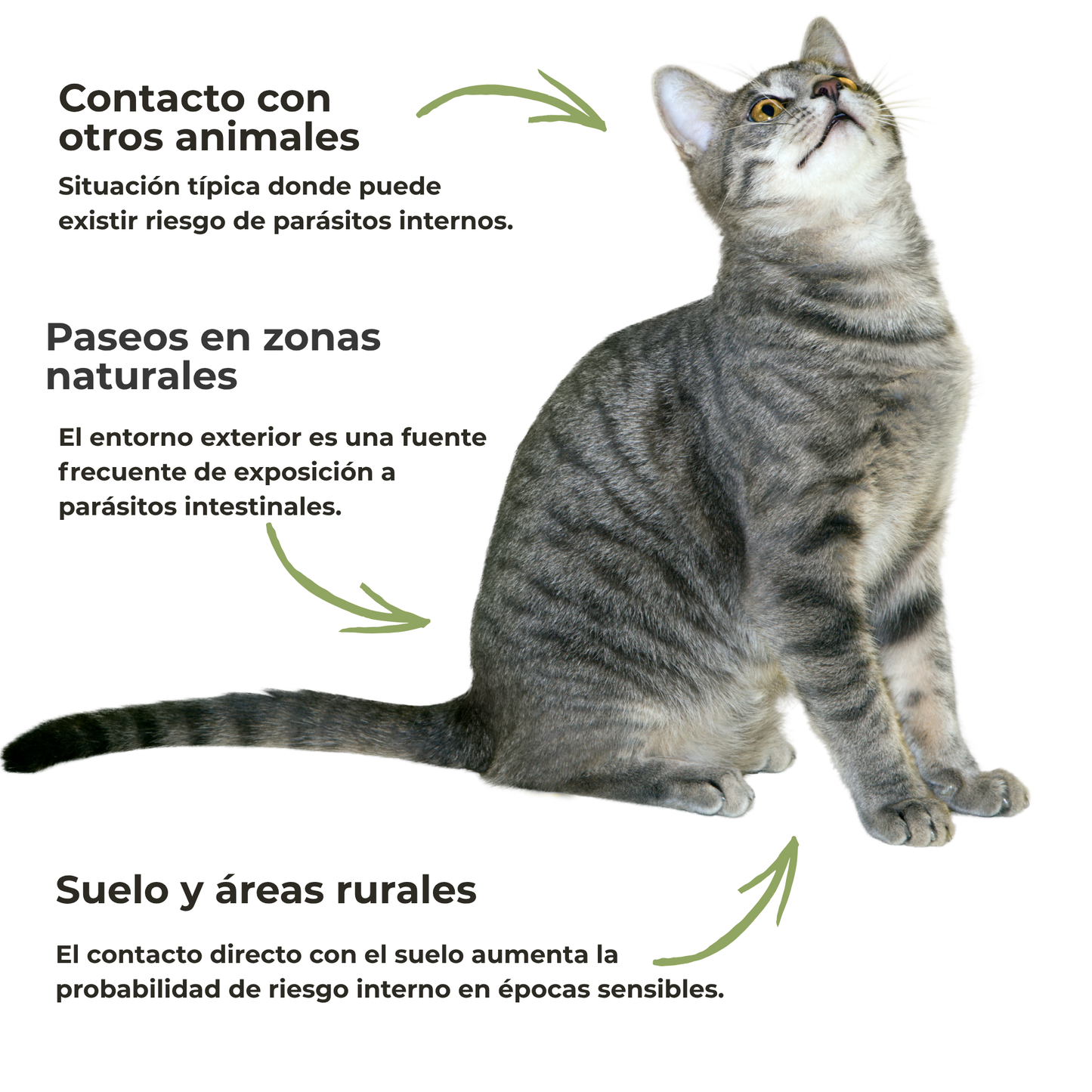Protección interna ECO para perros y gatos – Parásitos intestinales – 100 g_3