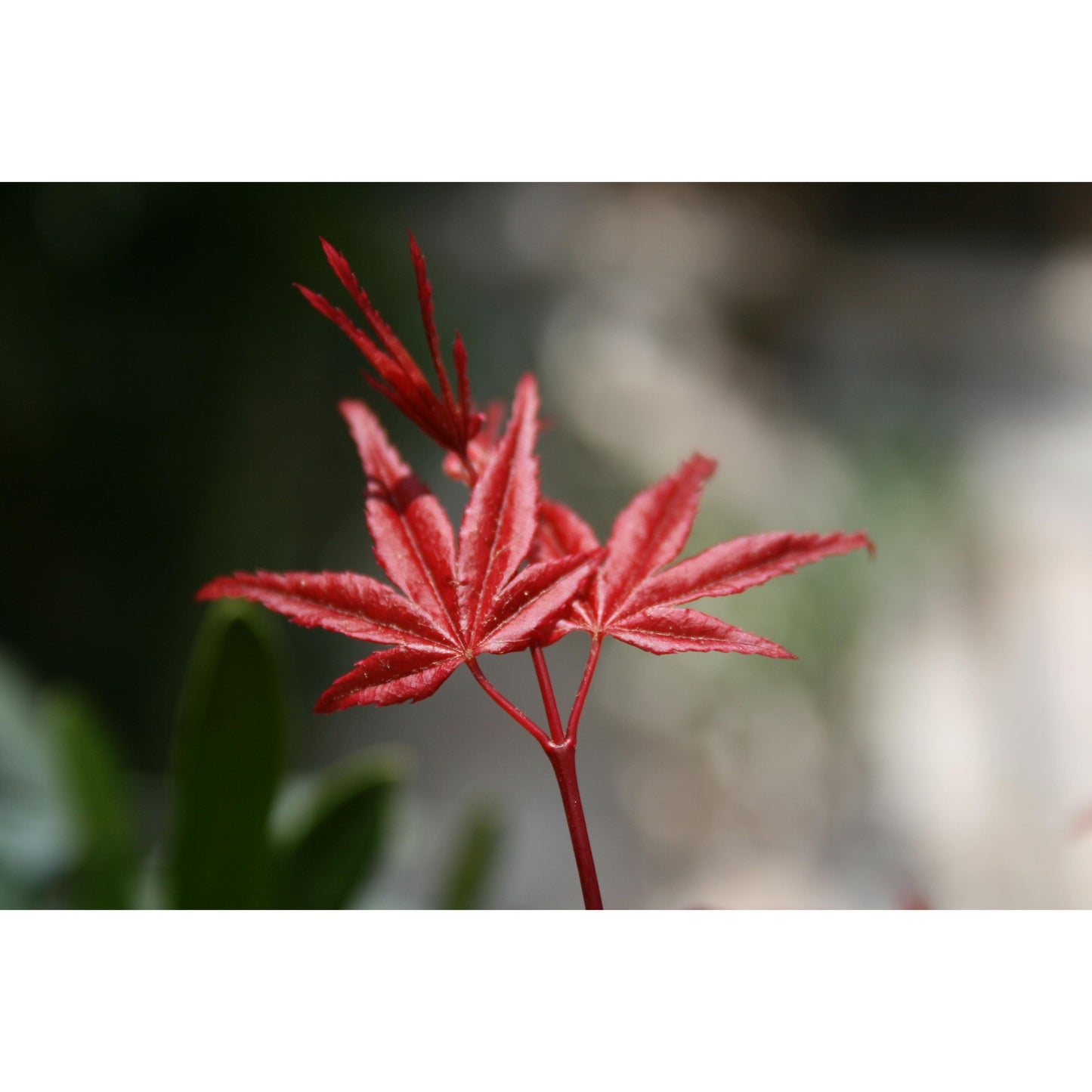 Bonsai Acer palmatum deshojo 7 anos Maple