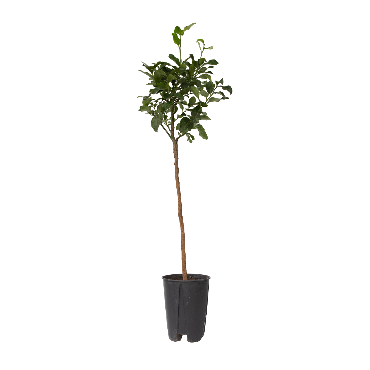 Naranjero - Citrus Aurantium Tarocco - Altura 90-110cm - ⌀19cm_0
