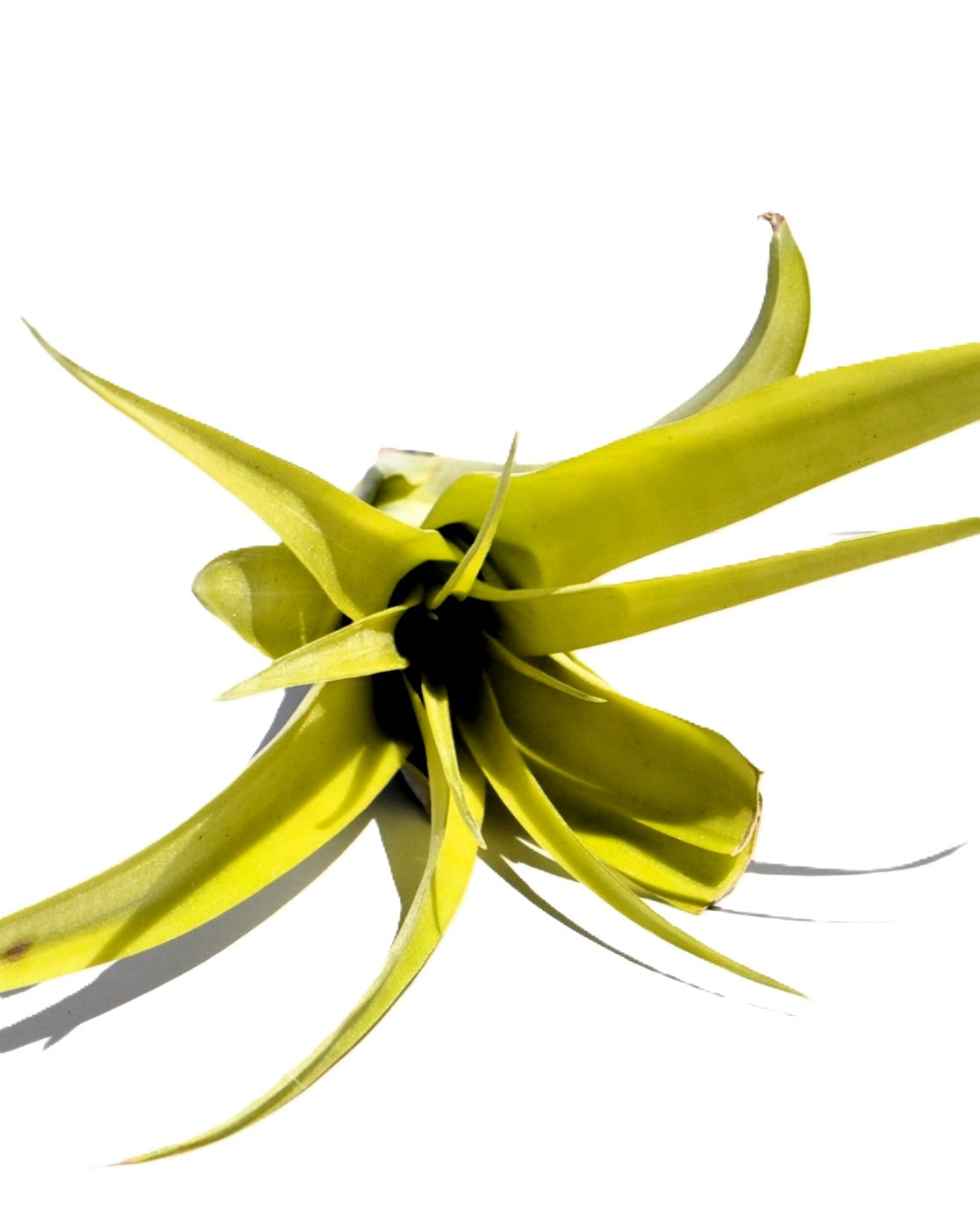 Tillandsia flabellata rubra, planta del aire, Curiosarium, altura 15-20 cm, diámetro 10 cm_0
