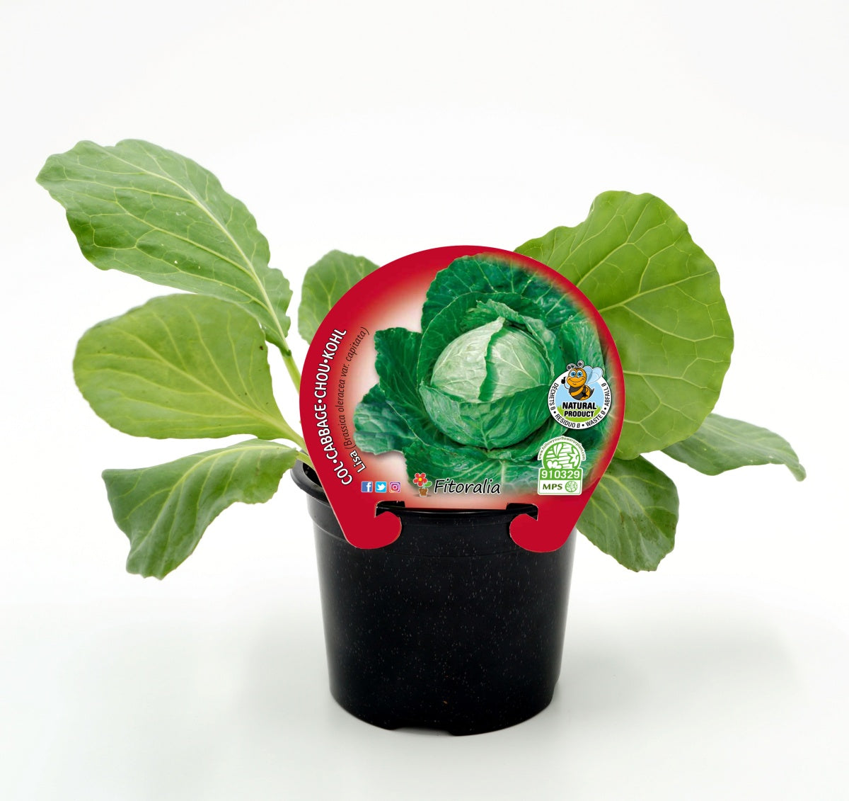 Plantón De Col Redonda Lisa Natural En Maceta De 10,5 Cm. - Fitoralia_0