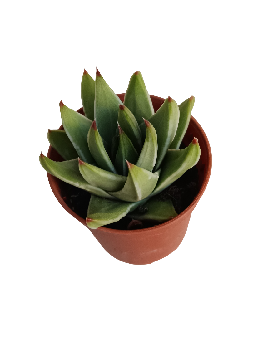 Tulista Marginata Planta Suculenta Ø5 Haworthia_0