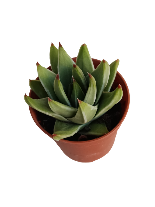 Tulista Marginata Planta Suculenta Ø5 Haworthia_0