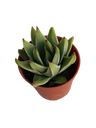 Suculentas & Cactos Variedade #38 Planta sem identificação