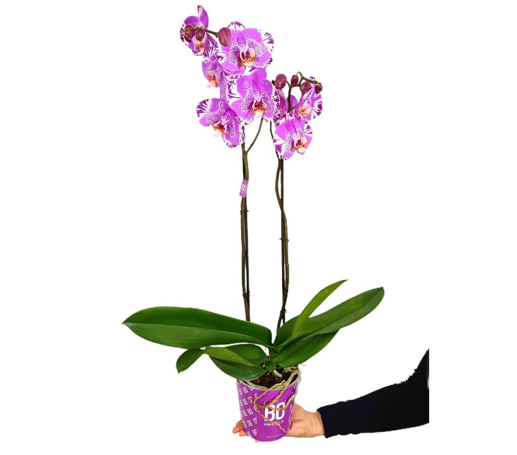 Orquídea Phalaenopsis Bo Harlequin M15 70cm_0