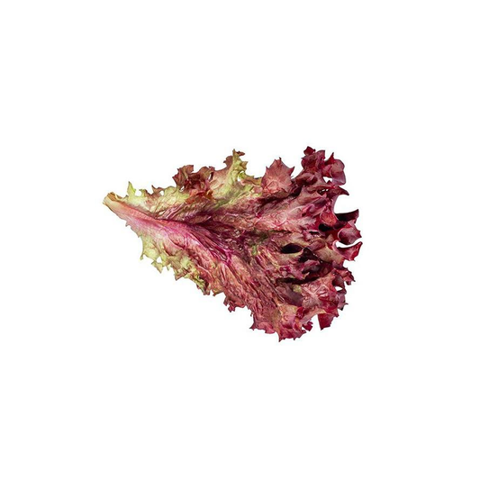 Mudas de Alface Lollo Rosso, 6 unidades. Linha Tradicional